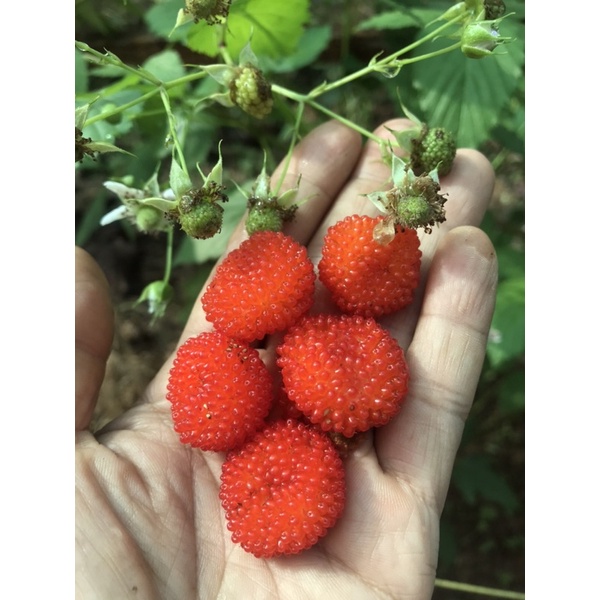 2แถม1-เมล็ดพันธ์atherton-rasberryปลูกได้ผลดีในเมืองไทยราสเบอร์รี่ผลสวยสีหวานรสชาติอร่อยปลูกและคัดเมล็ดพันธ์ที่ประเทศไทย