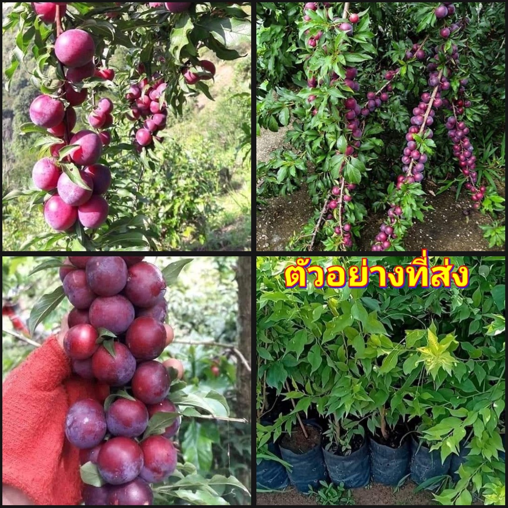 1ต้น-vาย-ต้นพันธุ์-ต้น-เชอรี่พลัม-cherry-plum-prunus-cerasifera-เชอรี่-ต้นเชอรี่-เชอรี่ดอย-ณฐมน