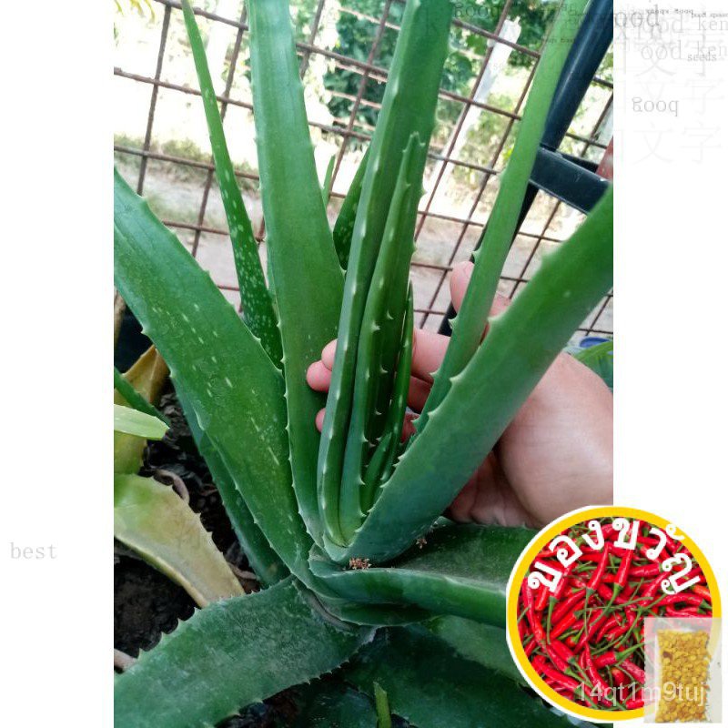 aloe-vera-plant-pup-live-rooted-กุหลาบ-ejna