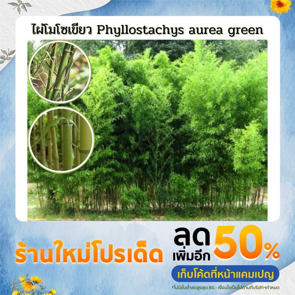 ไผ่โมโซเขียว-phyllostachys-aurea-green-ไผ่ประดับ-ไผ่สวยงาม