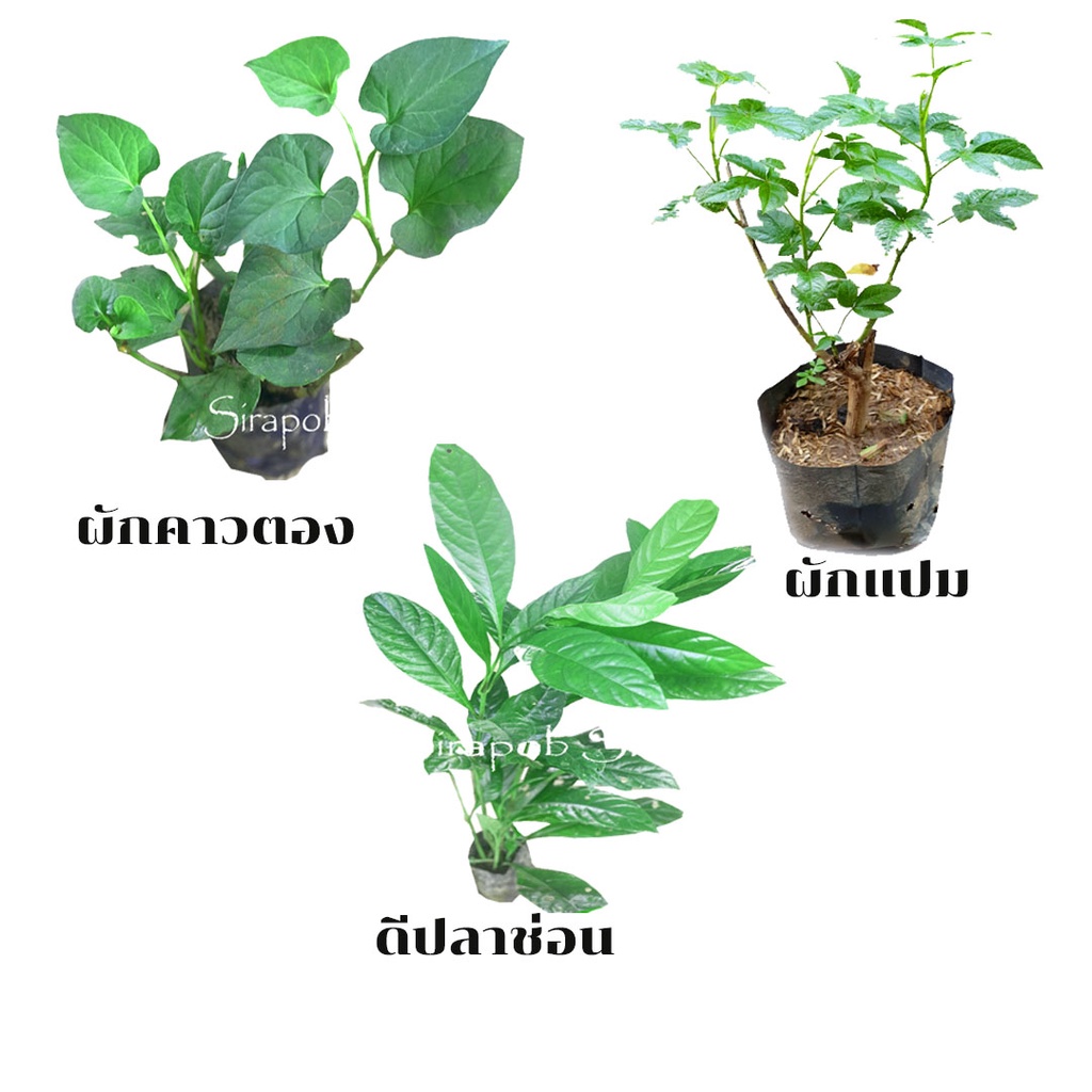 ผักรวม-3ชนิด-ผักแปม-ผักคาวตอง-ดีปลาช่อน-ผักสวนครัว-ต้นไม้-ผักสมุนไพร-1-เซ็ตได้ผัก-3ชนิด-สุดคุ้ม