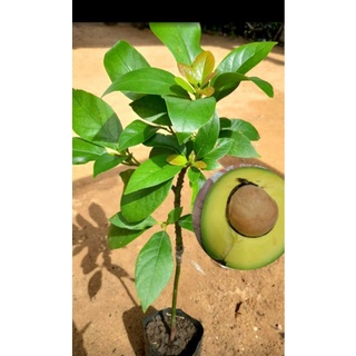 ต้นอะโวคาโด้ พันธุ์บูธ7 แบบเสียบยอด ขนาด70-80เซนฯ เนื้อสุกนิ่มรสชาติคล้ายเนย
