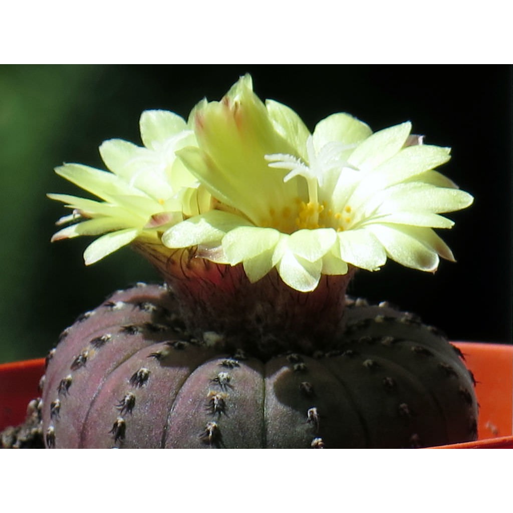 เมล็ดพันธุ์-frailea-castanea-10-เมล็ด-แคคตัส-กระบองเพชร-cactus