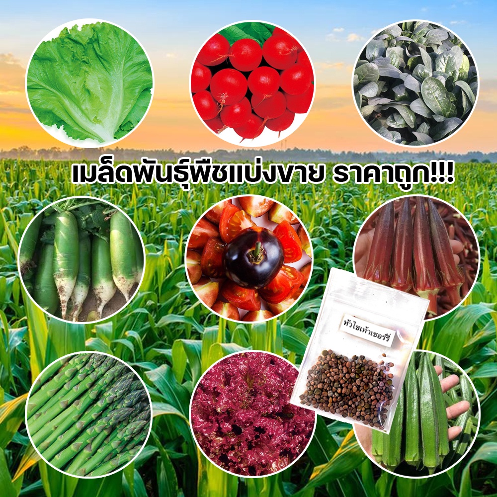 เมล็ดผัก-100-500-เมล็ด-เมล็กผักสวนครัว-เมล็ดพันธุ์-เมล็ดพันธุ์ผัก-เมล็ดพันธุ์ผักสวนครัว-เมล็ดพืช