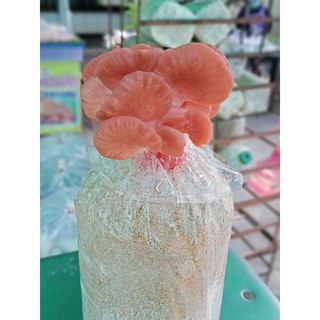 ภาพหน้าปกสินค้าก้อนเชื้อเห็ดนางนวลสีชมพู (เชื้อเดิน70%) 3ก้อน ออกดอกได้4-5เดือน ที่เกี่ยวข้อง