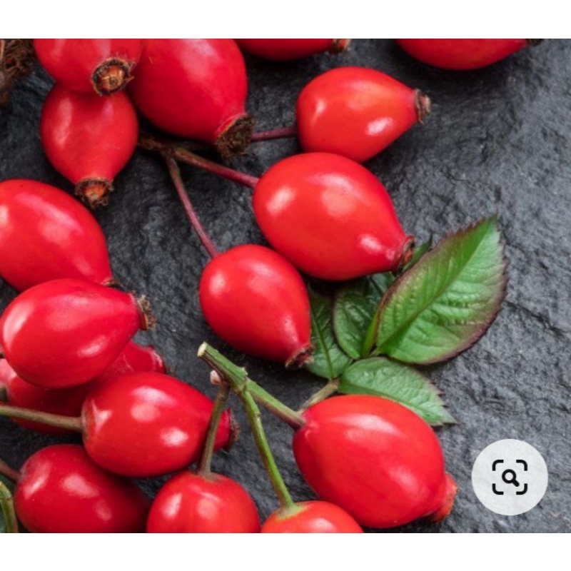 ถูกที่สุด-เมล็ดสำหรับเพาะ-rosehip-โรสฮิป-10เมล็ด-50บาทนำเข้าจากประเทศตุรกี-ของแท้100-ระวังของลอกเลียนแบบ