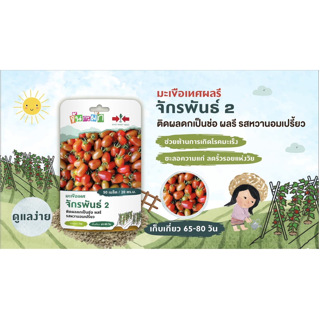 ศรแดง-เมล็ดพันธุ์-มะเขือเทศผลรีจักรพันธ์2-จันกะผัก-east-west-seed-เมล็ดพันธุ์ผัก-เมล็ดพันธุ์-ผักสวนครัว-ตราศรแดง