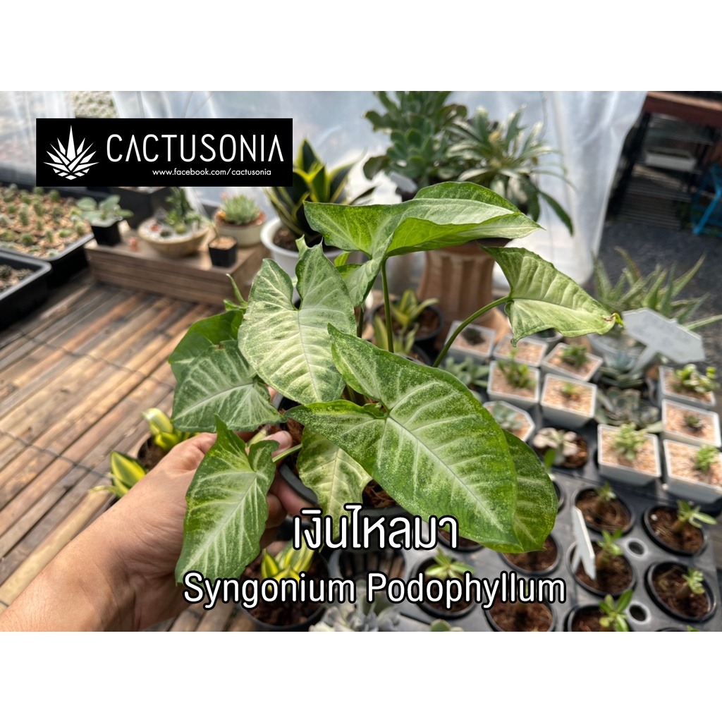 เงินไหลมา-syngonium-podophyllum-ออมเงินไหลมา