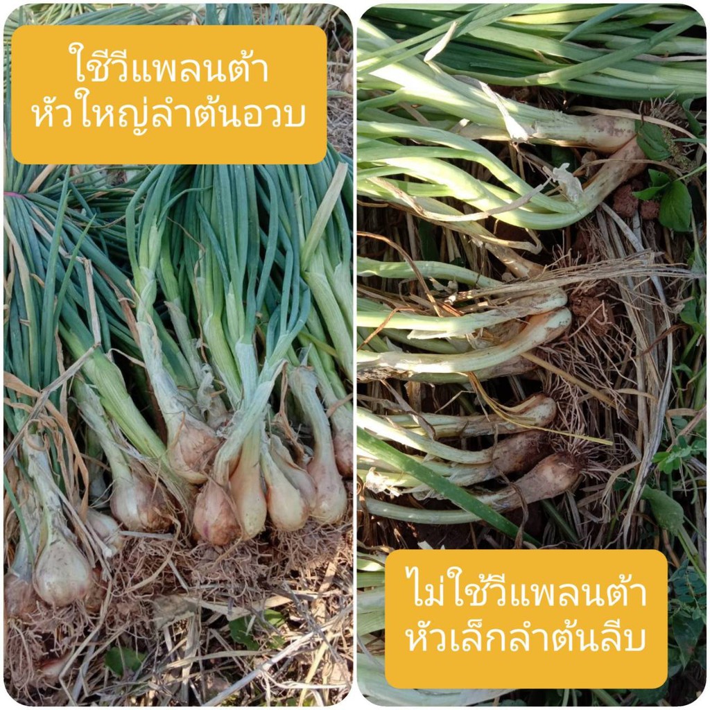 วีแพลนต้า-ส่งฟรี-v-planta-ปุ๋ยน้ำ-ปุ๋ยเร่งดอก-ปุ๋ยน้ำทางใบ-เพิ่มผลผลิต-ลดต้นทุน-ปุ๋ยน้ำเร่งราก