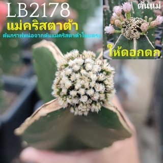 แคคตัสLB2178แท้⭐ต้นแม่คริสตาต้า⭐ต้นกราฟจากต้นแม่โดยตรงเด็ดสดขึ้นกราฟ