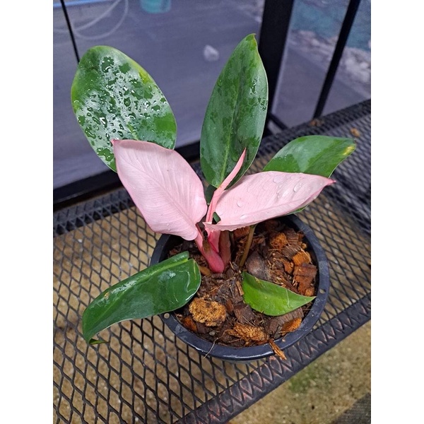 ฟิโลเดนดรอน พิ้งค์คองโก Philodendron pink congo | Shopee Thailand