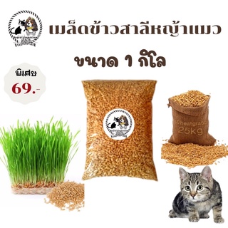 🍀เมล็ดข้าวสาลี สำหรับแมว สุนัข นก กระต่ายหนู เมล็ดแท้1 กิโล ราคา 69 บาท ค่าส่ง22฿ มีชำระปลายทาง