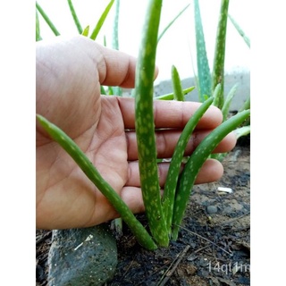 Aloe Vera Plant Pup (Live, Rooted)鲜花/男装/香菜/上衣/儿童/帽子/向日葵/头饰/通心菜/手链//กุหลาบ EJNA