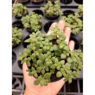 ภาพหน้าปกสินค้าต้นมะลิน้อย ไม้อวบน้ำ Crassula Expansa ขนาด 2.5 นิ้ว ที่เกี่ยวข้อง