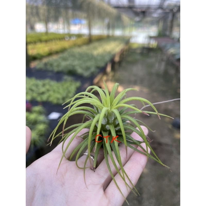 ionantha-curly-leaf