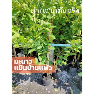 ต้นพันธุ์มะนาวแป้นพวงบ้านแพ้ว ต้นใหญ่ พร้อมออกผล สูง 80-100ซม.ติดผลดก ลูกใหญ่