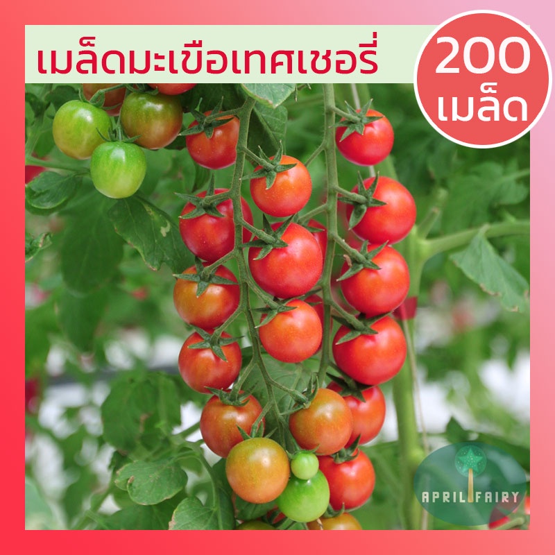 200เมล็ด-เมล็ดมะเขือเทศเชอรี่-มะเขือเทศเชอรี่-มะเขือเทศ-เชอรี่-red-cherry-tomato-seeds-เมล็ดพันธุ์แท้