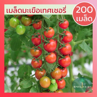 [200เมล็ด] เมล็ดมะเขือเทศเชอรี่ มะเขือเทศเชอรี่ มะเขือเทศ เชอรี่ Red Cherry Tomato Seeds เมล็ดพันธุ์แท้