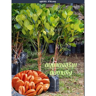 (  2ต้น )🌳ขนุนทองประเสริฐ 🌳ต้นกล้าทาบกิ่ง ลูกดกเนื้อเยอะ ยวงใหญ่ หวาน ต้นพร้อมปลูกได้เลย สินค้ามีพร้อมส่ง 🌳