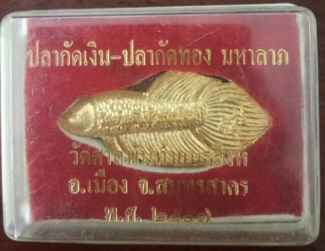 ปลากัดทองมหาลาภ-วัดศาลพันท้ายนรสิงห์-2557