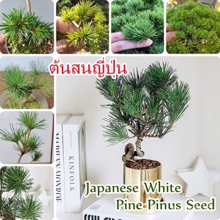 （เมล็ดพันธุ์ ถูก คละ）50 เมล็ด/ซอง ต้นสนญี่ปุ่น Japanese White Pine Pinus Seed ต้นไม้แคระ ต้นไม้ประดับต้น Pinus Parviflor