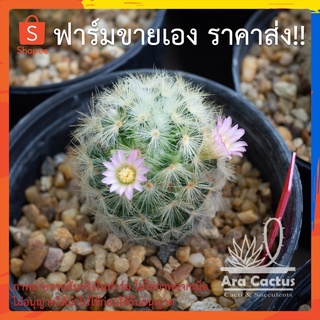 สวนขายเอง! แมมคาเมเน่เหลือง Mammillaria carmenae ชมพูไซส์กระถาง 3 นิ้ว แคคตัส แคนตัส กระบองเพชร ตะบองเพชร ต้นไม้ประดับ