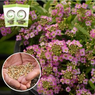 AGA SHOP อลิสซั่ม วันเดอร์แลนด์ ดอกไม้กินได้ หอมน้ำผึ้ง 100 เมล็ด (Alyssum)