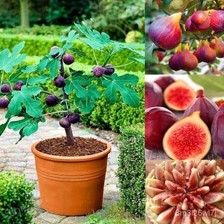 （เมล็ดพันธุ์ ถูก คละ）Fig Seeds บรรจุ 30 เมล็ด ต้นไม้ฟอกอากาศ ต้นไม้มงคล พันธุ์ไม้ผล เมล็ดดอกไม้ ไม้ดอก ต้นไม้ประดับ ไม00