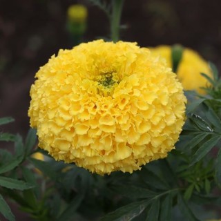 ภาพขนาดย่อของภาพหน้าปกสินค้า(ซื้อ10แถม1)เมล็ดดอกดาวเรือง ดอกใหญ่ (Marigold) มีให้เลือก 3 สี บรรจุถุงละ 100+ เมล็ด จากร้าน pinaisongkwae บน Shopee