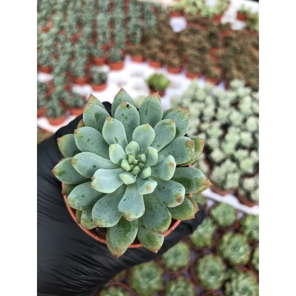 echeveria-blue-elf-des