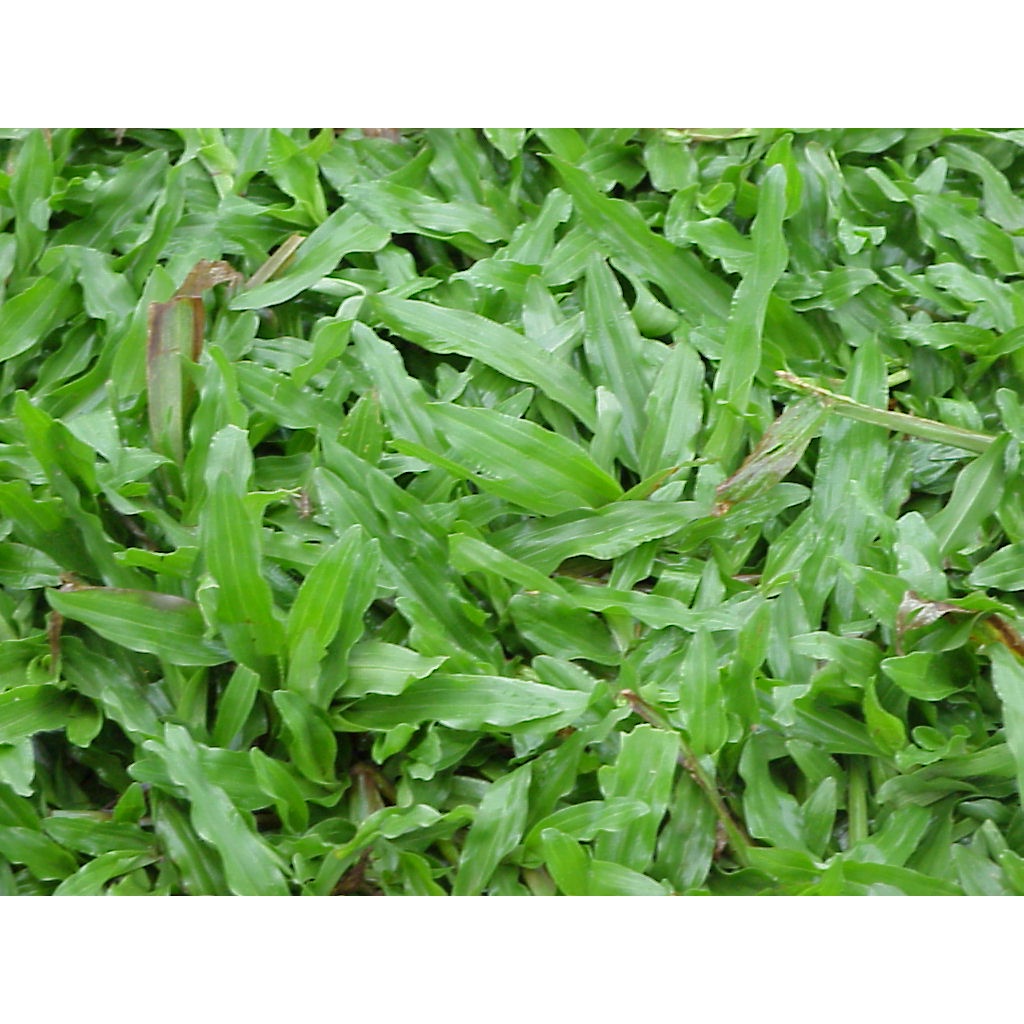 10000เมล็ด-เมล็ดหญ้ามาเลเซีย-เมล็ดหญ้ามาเล-หญ้ามาเลเซีย-เมล็ดหญ้ามาเลย์-tropical-carpet-grass-lawn-หญ้าปูสนาม-สนามหญ้า