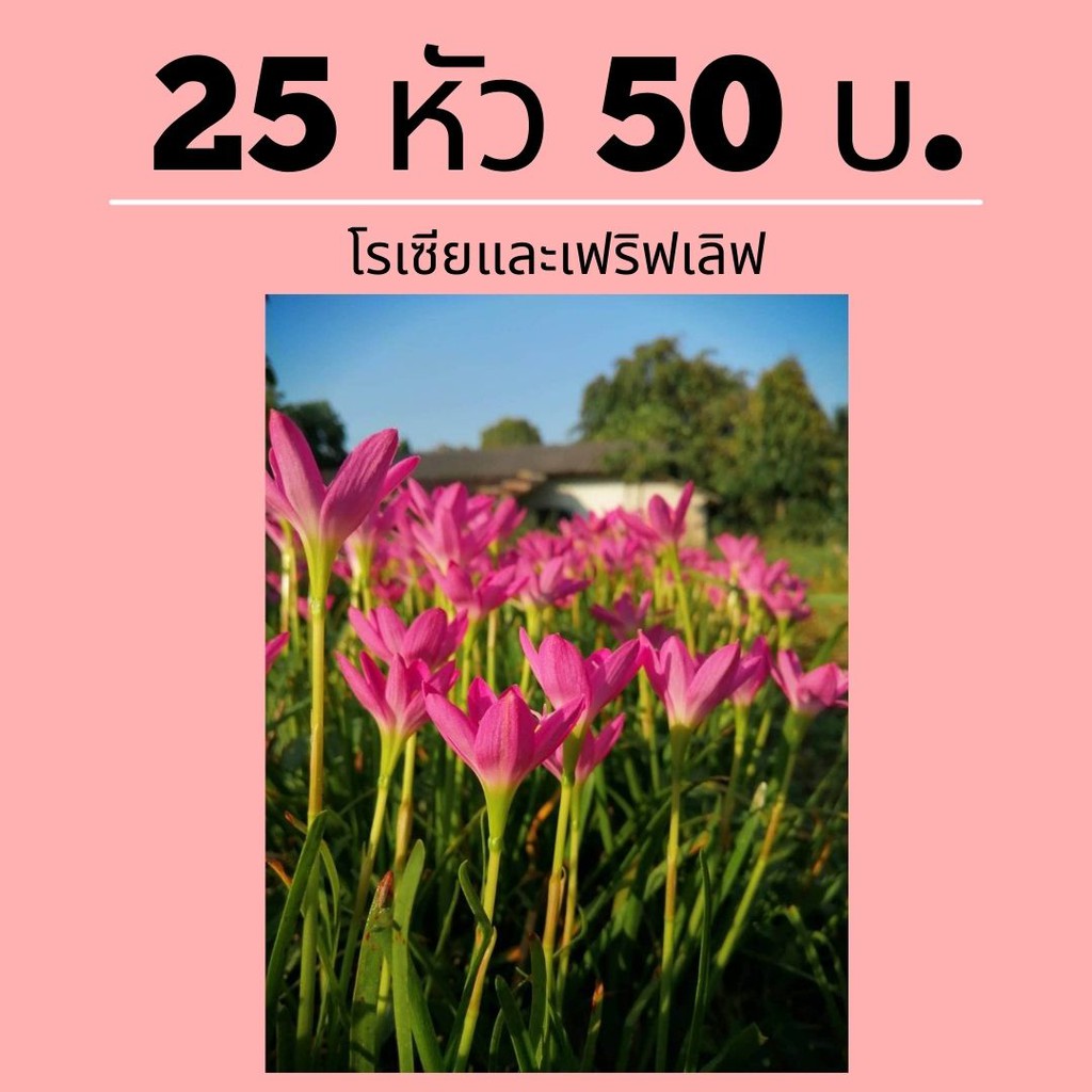 บัวดินพื้นบ้าน-ราคาถูก-เฟริสเลิฟ-โรเซีย-25หัว