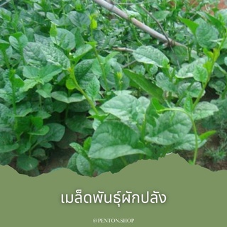 เมล็ดพันธุ์ผักปลัง 5 เมล็ด #🔺ขั้นต่ำโปรดสั่งสินค้าภายในร้าน30บาทขึ้นไปค่ะ🙏
