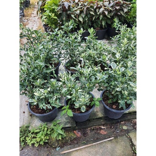 Clavel de la India/Cape Jasmine/East Indian Rosebay ต้นดอกพุด่าง ดอกซ้อน สูง 60cm ในกระถาง 10นิ้ว