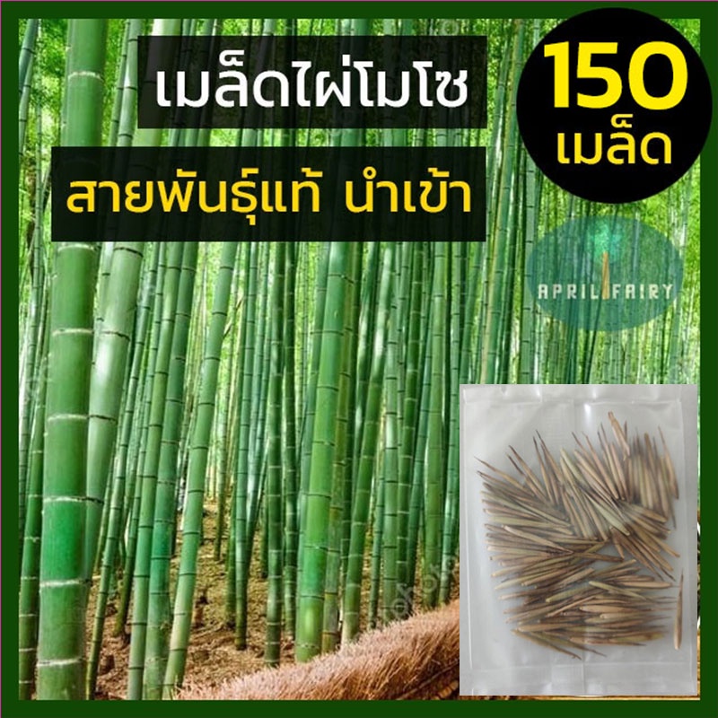 150-เมล็ด-เมล็ดพันธุ์ไผ่โมโซ-เมล็ดไผ่-ไผ่โมโซ-moso-bamboo-phyllostachys-edulis-seeds-ไผ่จีน-ไผ่ญี่ปุ่น-ไผ่ลำเดี่ยว