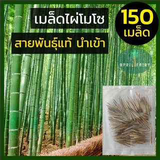 ไผ่โมโซ [สายพันธุ์แท้] เมล็ดไผ่ moso bamboo Phyllostachys edulis เมล็ดพันธุ์ไผ่ เมล็ดไผ่โมโซ ไผ่ลำเดียว ไผ่ญี่ปุ่น