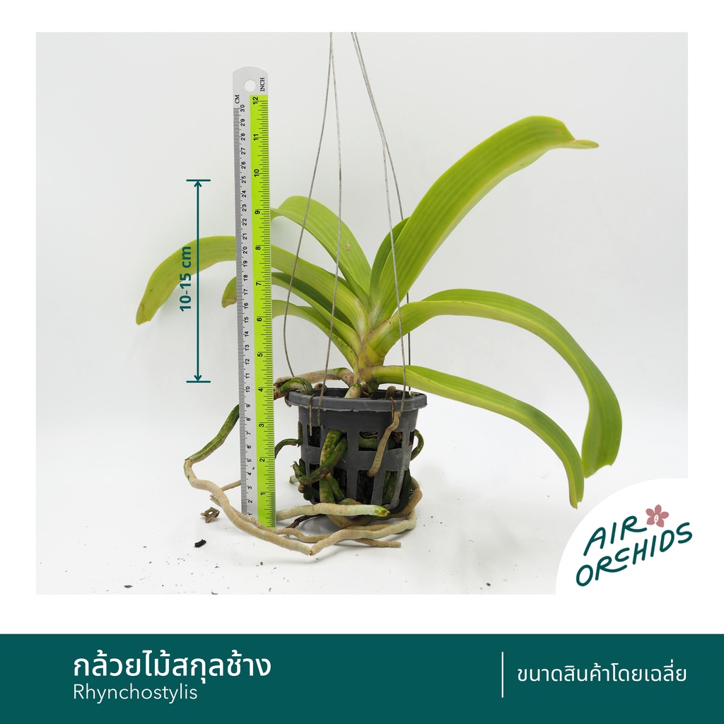 กล้วยไม้สกุลช้าง-rhynchostylis-คละสี-รุ่นไม่ติดดอก-พร้อมลวดแขวน