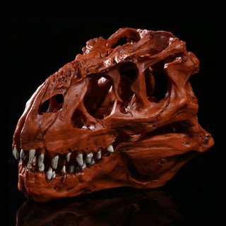 โมเดล หัวกะโหลกไดโนเสาร์ Dinosaur วัสดุเรซิ่น กะโหลกผี ฮาโลวีน โครงกระดูก