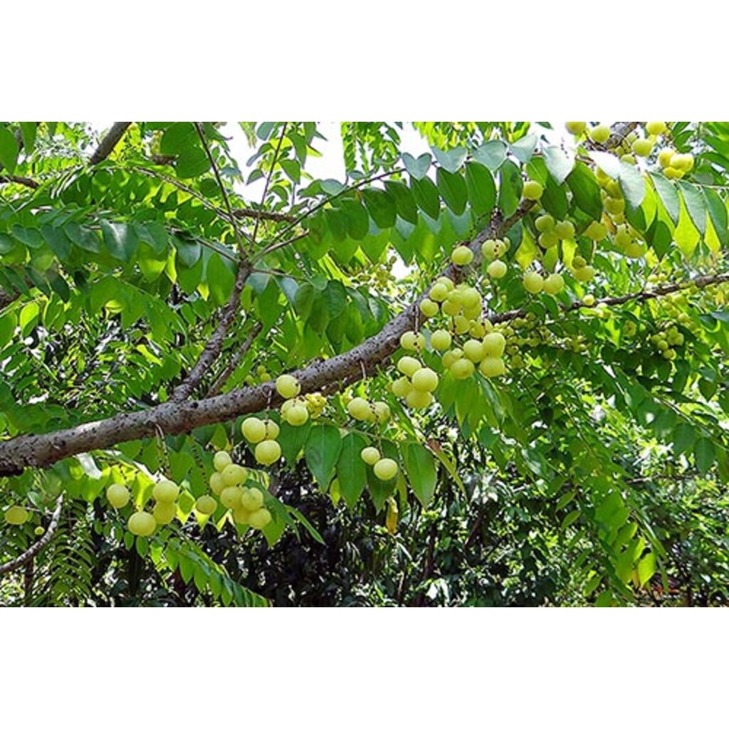 ต้นมะยม-มะยม-สมุนไพร-ผักสวนครัว-ต้นไม้-ไม้ผล-ต้นพันธ์-เมล็ดพันธ์-พันธุ์ไม้-ไม้มงคล-ไม้ฟอกอากาศ-เมล็ดพันธุ์