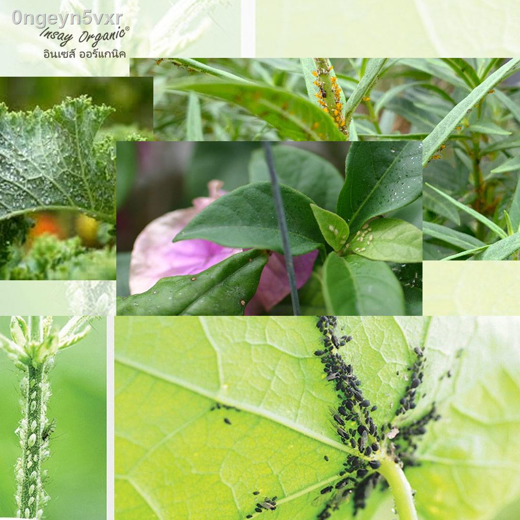 fermentation-water-herbal-repellent-insect-reduce-and-control-being-born-of-aphid-insect-dough-aphids-soft-safe-jumping