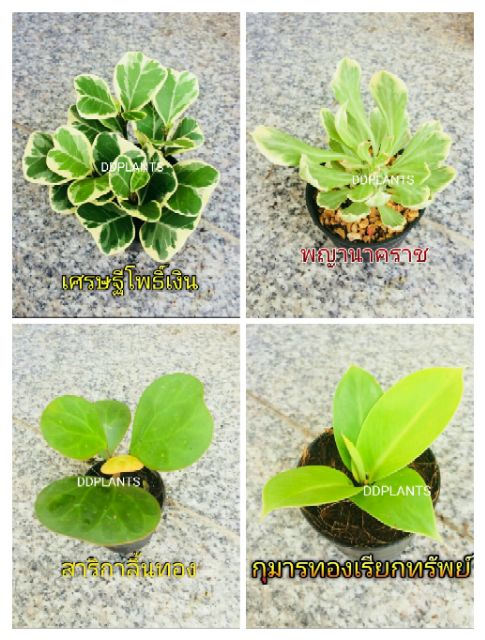 ddplants-ต้นไม้มงคล-เสริมสิริมงคล-เงินทอง-โชคลาภ