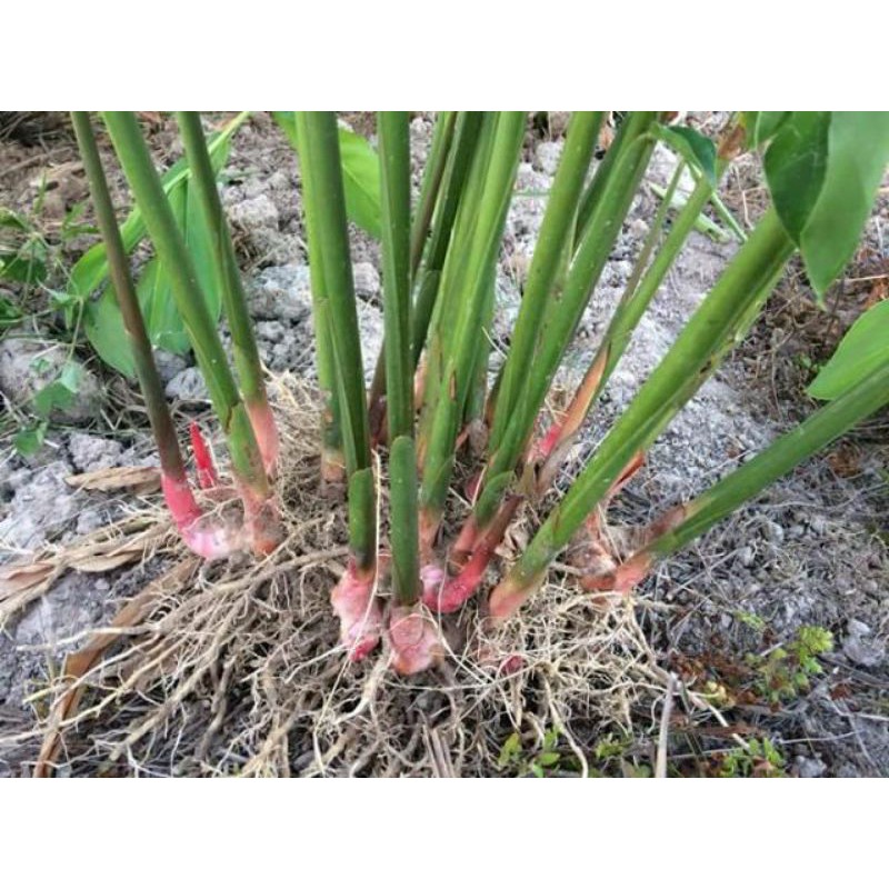 ข่า ต้นข่าแดง กลิ่นหอมใส่แกง หรือปลูก 1กก55บาท | Shopee Thailand