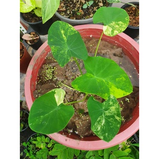 บอนนาญี่ปุ่นไซส์ตั้งแม่ colocasia yellow splash