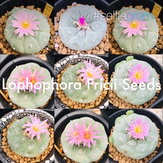 เมล็ดโลโฟฟอร่าฟริซิไอ เมล็ดโลโฟฟริซิไอ ชุด20เมล็ด Lophophora Fricii 20Seeds/set (cactus/แคคตัส/กระบองเพชร/ตะบองเพชร)