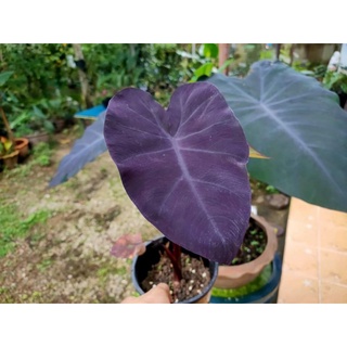 บอนดำแบล็คเมจิกแท้ ส่งแบบตัดใบ มีเก็บเงินปลายทาง colocasia black magic