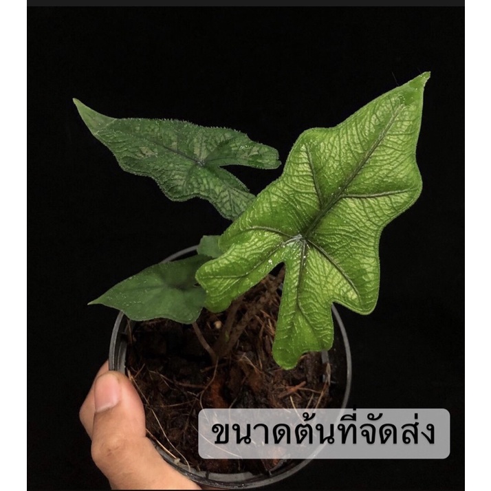 alocasia-jacklin-อโลคาเซียแจ็คลิน-ราคาถูก