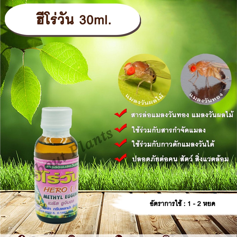 ฮีโร่วัน-30ml-เมทิลยูจินอล-สารกำจัดแมลง-สารล่อแมลงวันทอง-เหยื่อล่อแมลง-แมลงวันทอง-allaboutplants