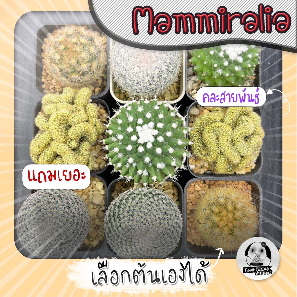 ต้นแมมมิราเลีย-คละสายพันธ์-เลือกต้นได้-ต้นกระบองเพชร-mammilaria-ไม้เมล็ด-set-w-ต้นแคคตัส