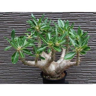 สินค้า เมล็ด pachypodium cactipes พาชี 10 เมล็ด เมล็ดไม้โขด