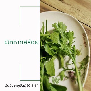 เมล็ดพันธุ์ ผักกาดสร้อย 100 กรัม